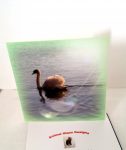Swan greeting card with a green border and sunlight effect