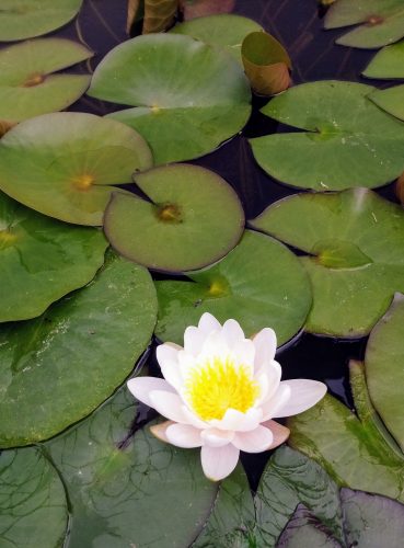 Lily pond with a single flower 