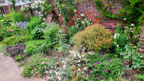 Devon garden herbaceous border