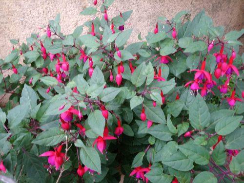 Photograph of a purple and pink fuchsia in full bloom in September.