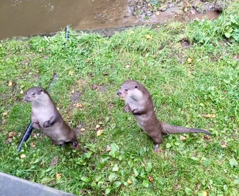 Two otters on their hind legs, waiting to be fed.