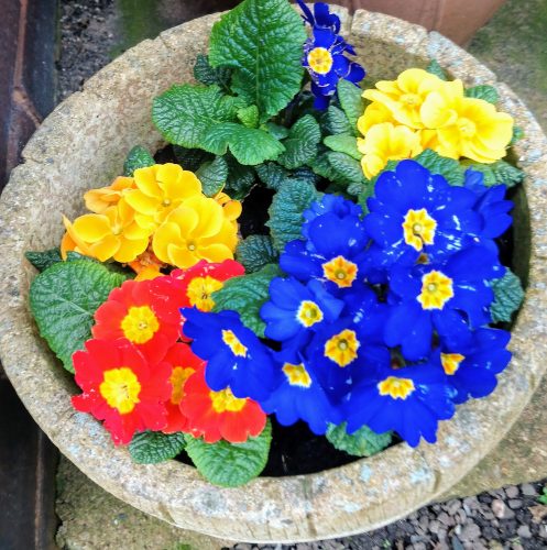 Plant pot with primula in red, yellow and blue colours.