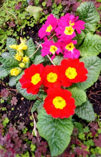 Spring Flowers, Primula red, pink and yellow