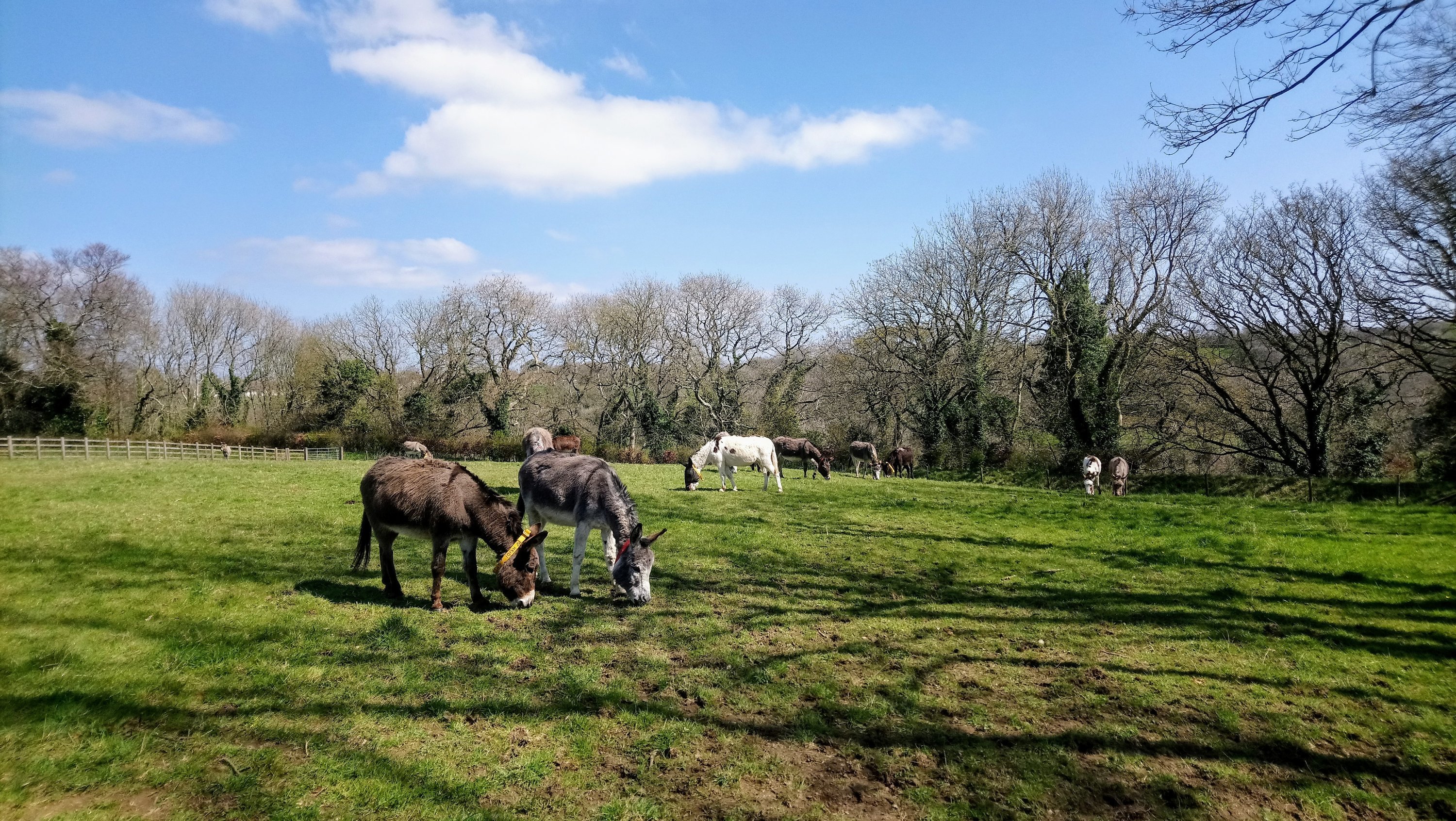 Donkeys in a field at the Sanctuary on a sunny day
