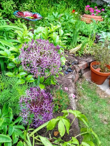 Alliums in a garden and a flower ornament