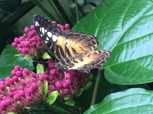 Photo of a butterfly on a flower