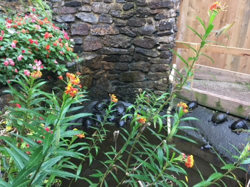 A group of terrapins around a pond