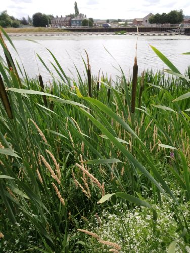 Photo of rushes at the river Exe, Exeter Quay