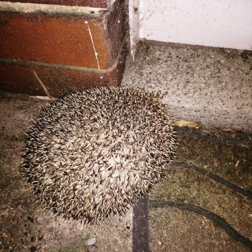 Hedgehog at a Doorstep by a door mat