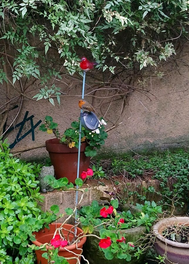 Robin bird on a robin solar light