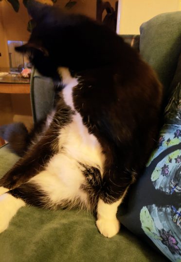 Photo of a black and white cat cleaning and showing off her tummy